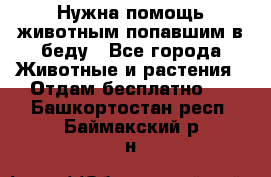 Нужна помощь животным попавшим в беду - Все города Животные и растения » Отдам бесплатно   . Башкортостан респ.,Баймакский р-н